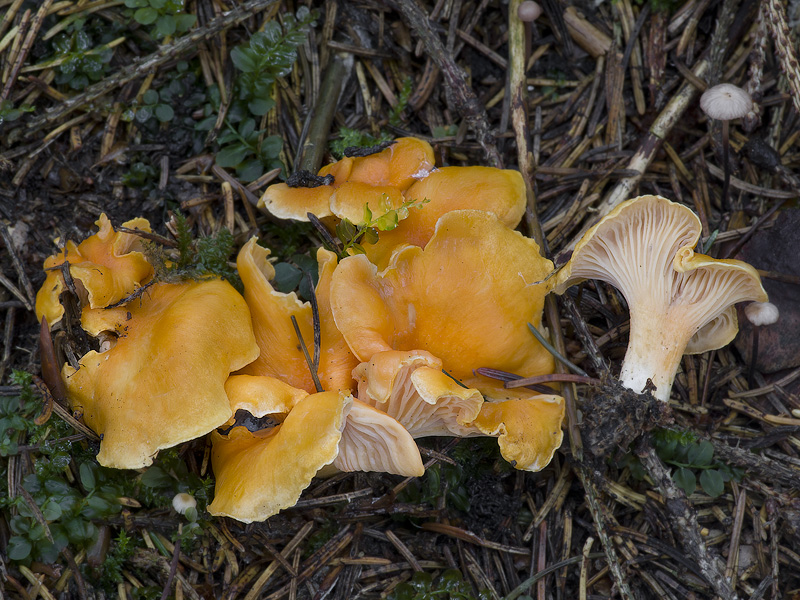 Cantharellus friesii